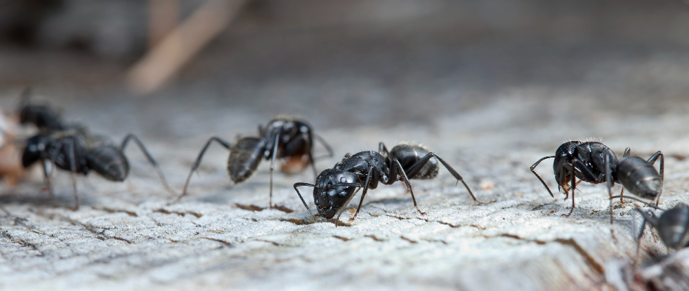 Ant Removal in Carlsbad, CA