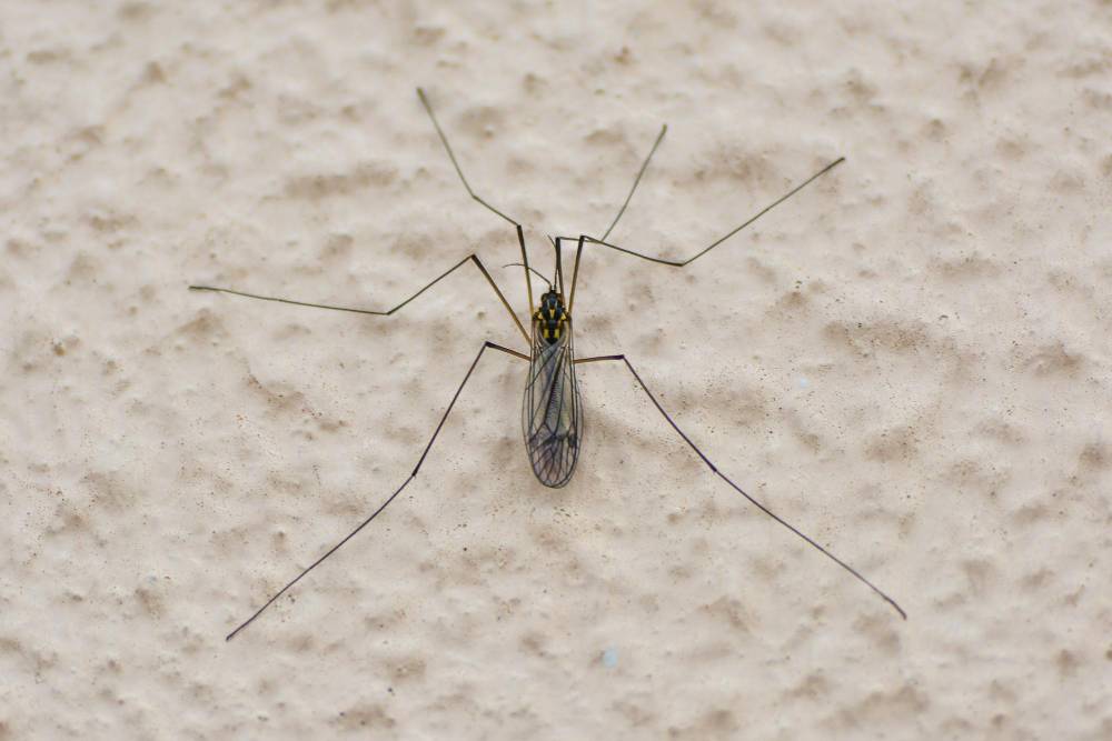 Mosquito Removal in Menifee, CA