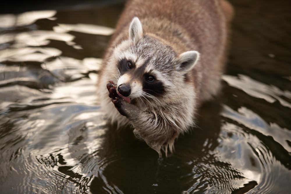 Do Raccoons Carry Disease? | Wheeler's Pest Control