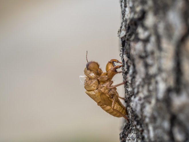 The Secret Signs of Termites: How to Spot Them Before They Eat Your Equity