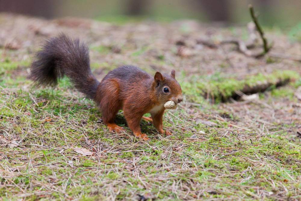 Squirrel Removal in Murrieta, CA