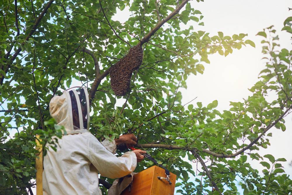 Bee Removal in Lake Elsinore, CA