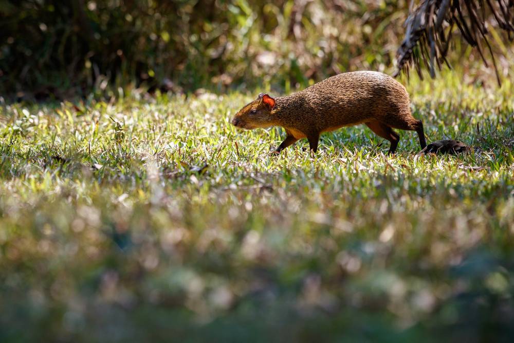 Gopher Control in Encinitas, CA