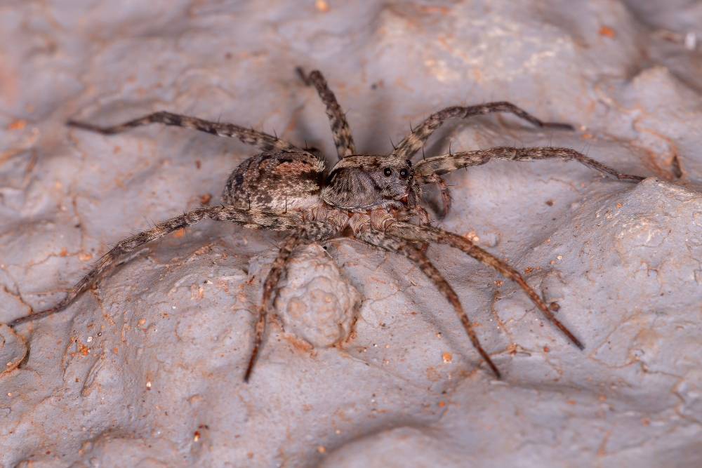 Spider Removal in Del Mar, CA