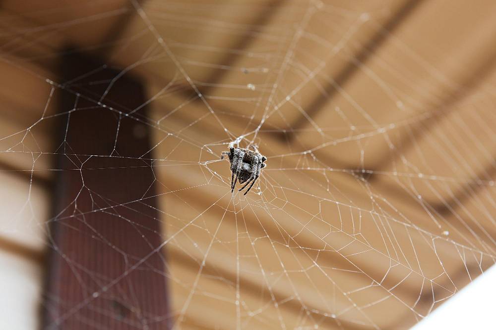 Spider Removal in Lake Elsinore, CA