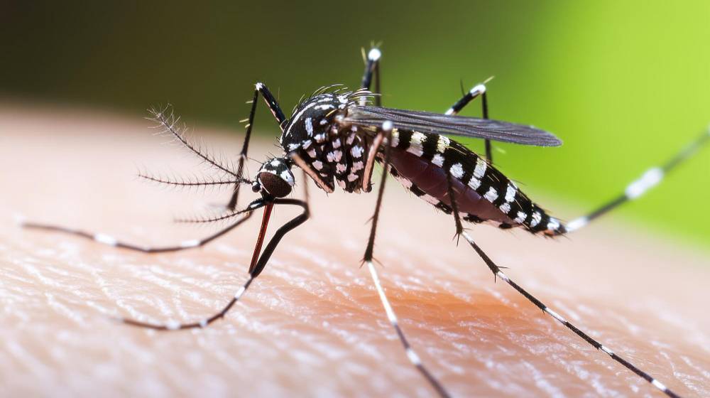 Mosquito Removal in Encinitas, CA