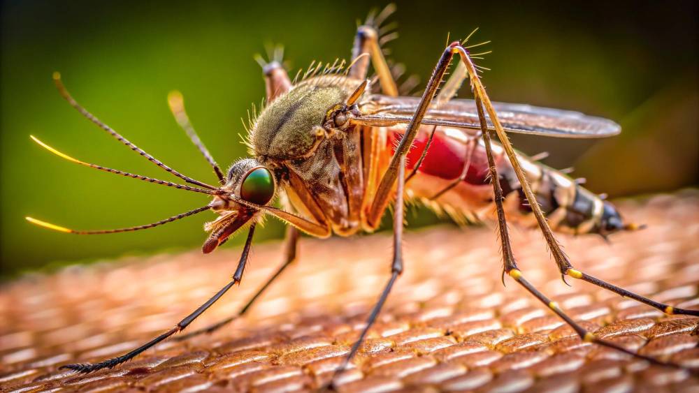 Mosquito Removal in Temecula, CA