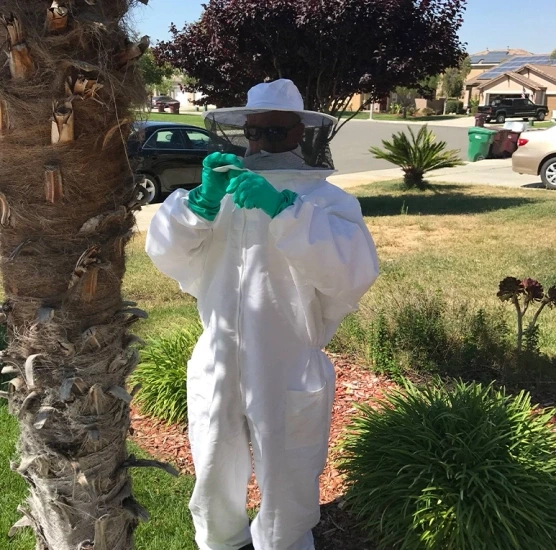 Bee Removal