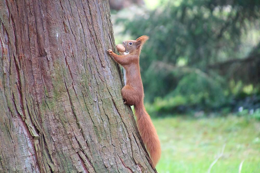 Squirrel Removal in Del Mar, CA