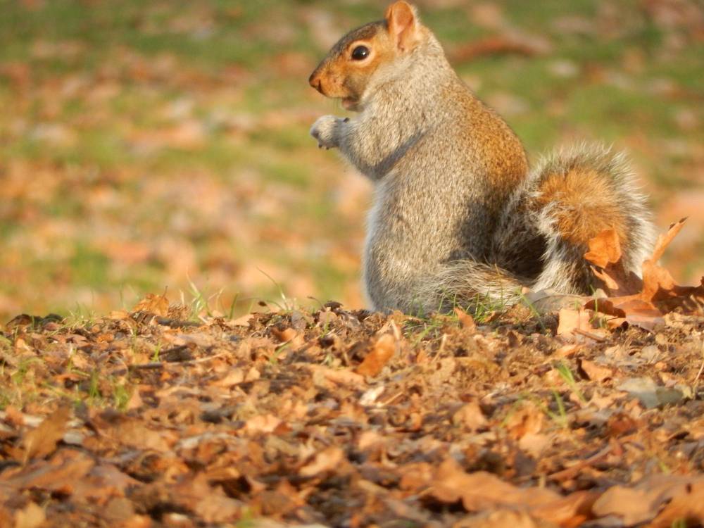 Squirrel Removal in Del Mar, CA