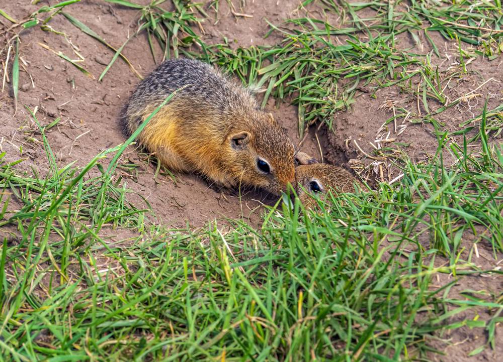 Squirrel Removal in Menifee, CA