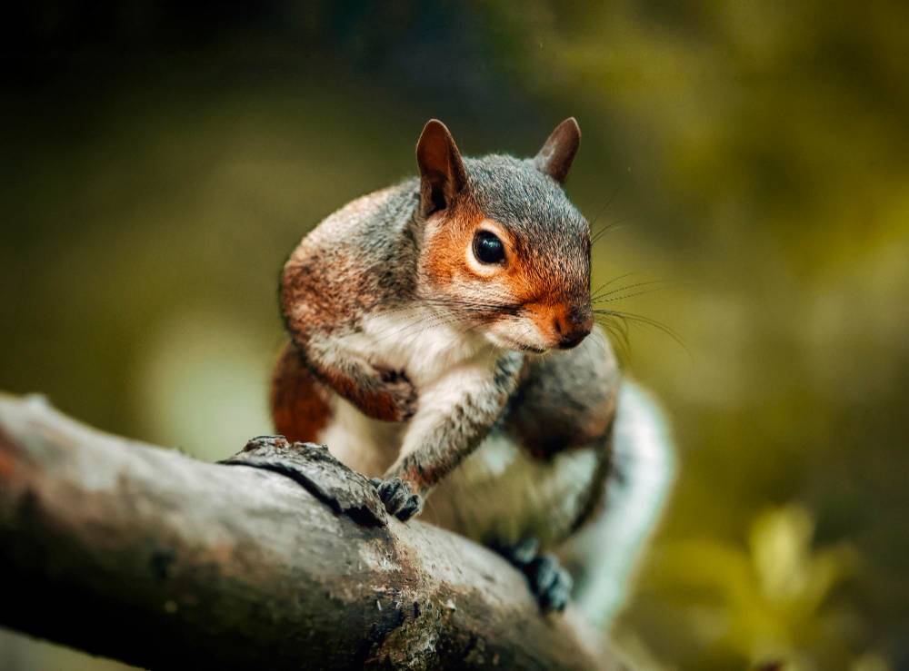 Squirrel Removal in Rancho Santa Fe, CA