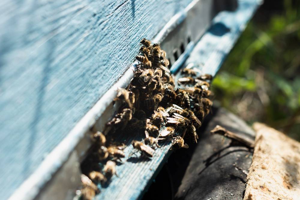Bee Removal in Lake Elsinore, CA