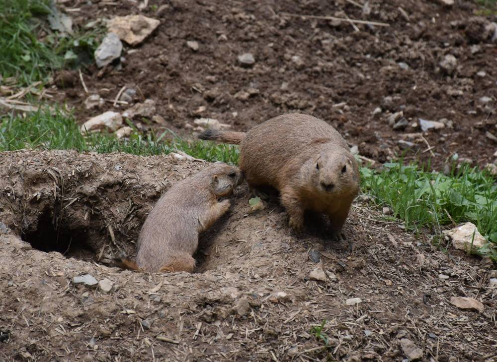 Gopher Control in Carlsbad, CA