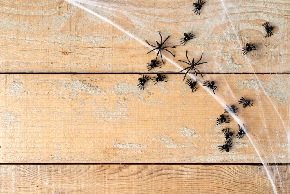 Spider Removal in Del Mar, CA