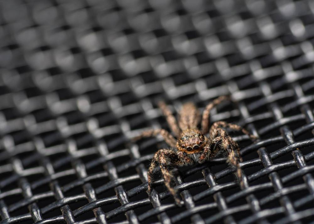 Spider Removal in Encinitas, CA