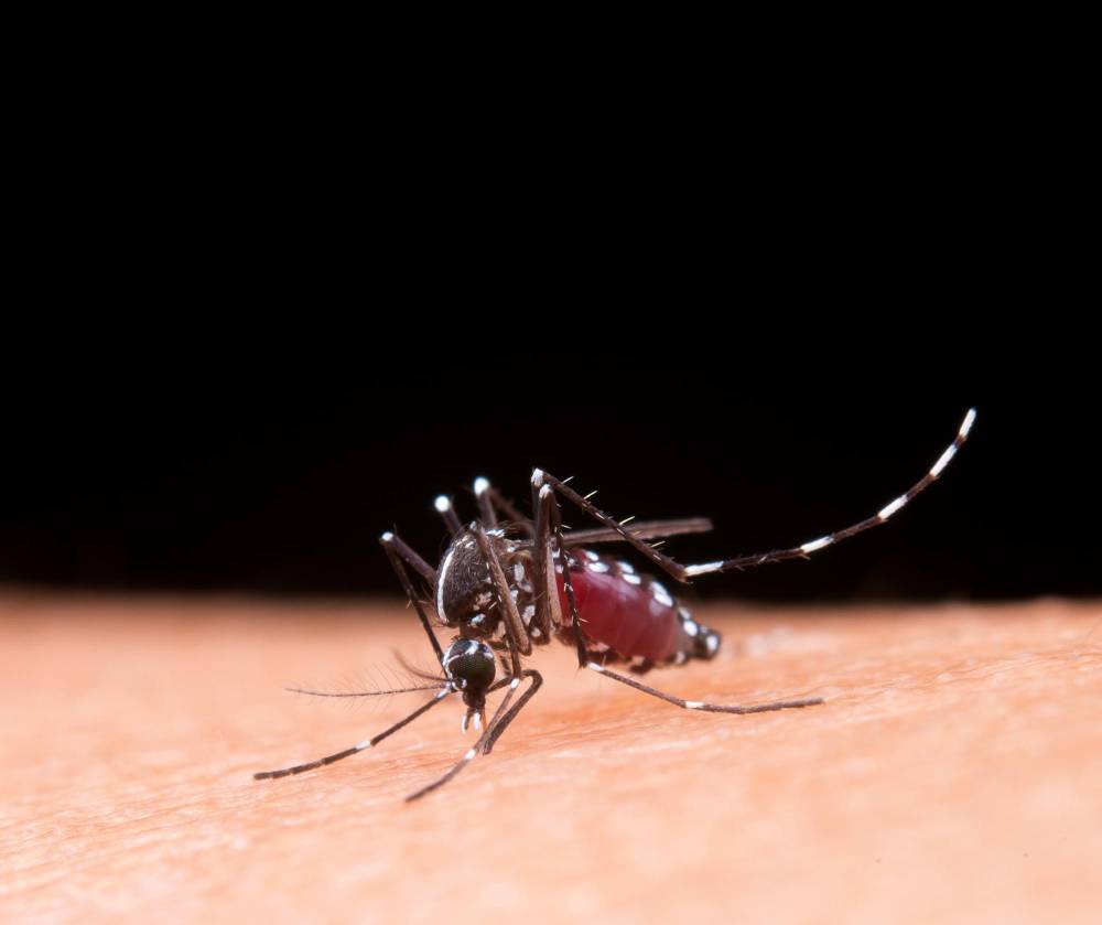 Mosquito Removal in Carlsbad, CA