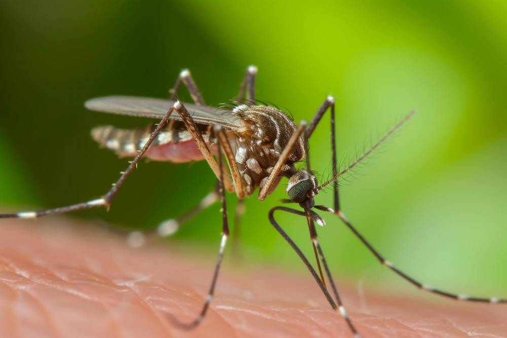 Mosquito Removal in Encinitas, CA