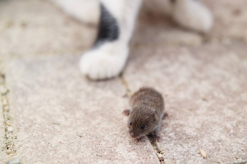 Rat & Mice Removal in Temecula, CA