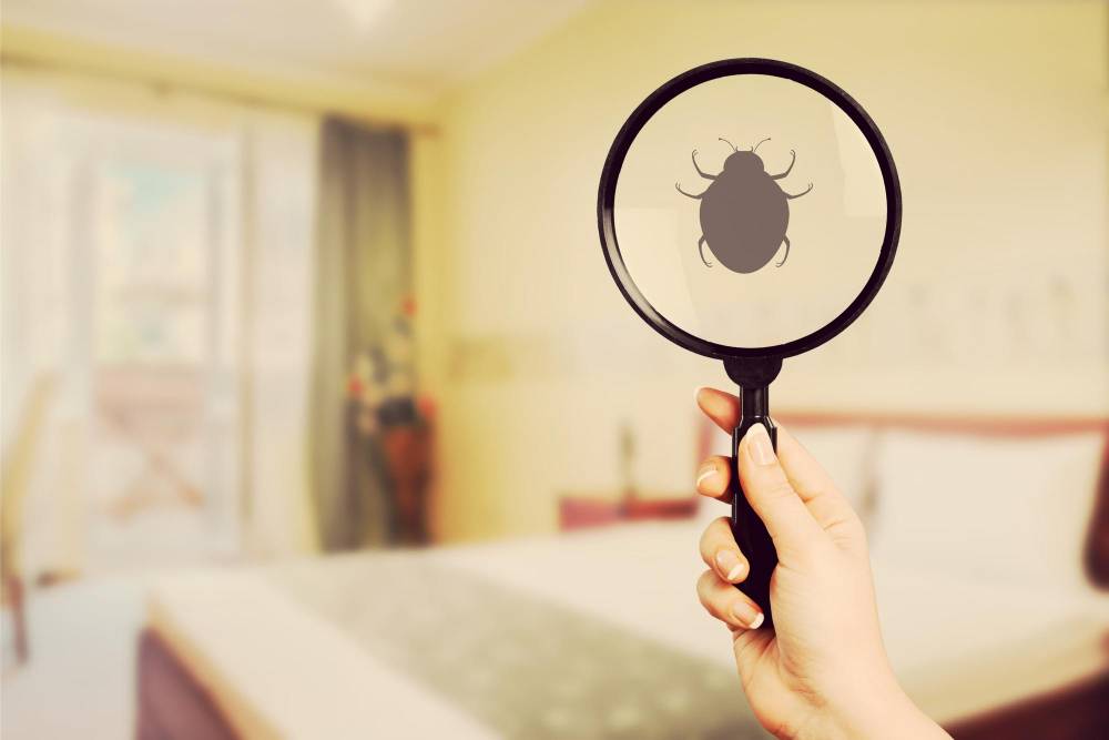 Bed Bug Removal in Del Mar, CA