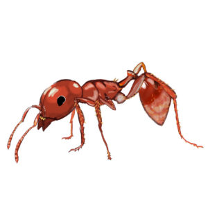 ant control temecula