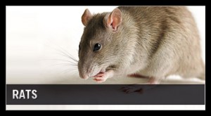 rodent control orange county